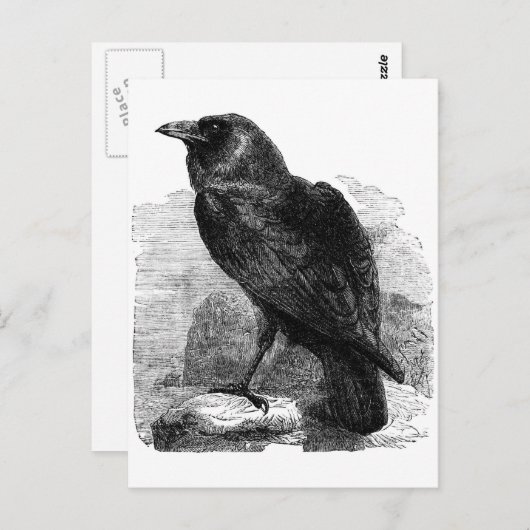 De Raven Briefkaart (Voorkant / Achterkant)