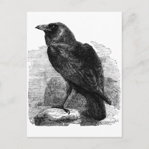 De Raven Briefkaart