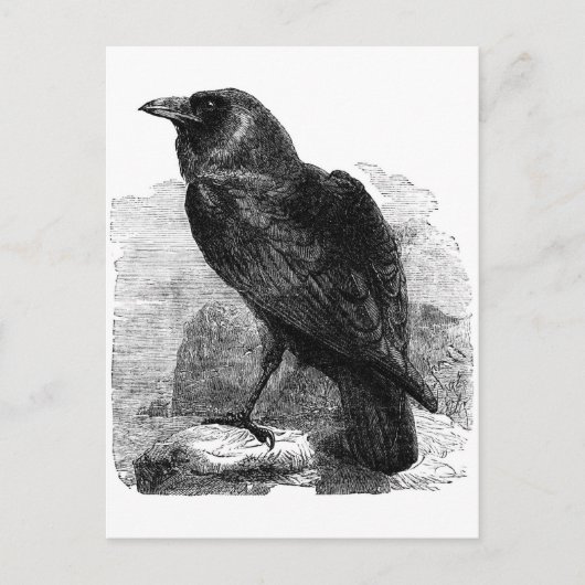 De Raven Briefkaart (Voorkant)