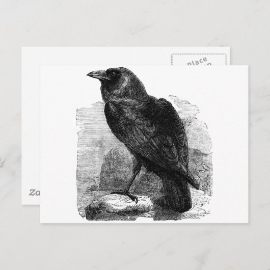 De Raven Briefkaart (Voorkant / Achterkant)