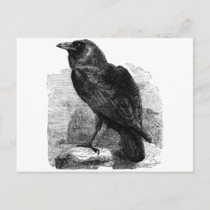 De Raven Briefkaart