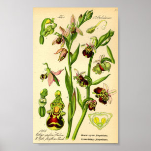 De recente Orchidee van de Spin (fuciflora Ophrys) Poster