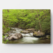 De rechte vork stroomt door bos fotoplaat (voorkant)