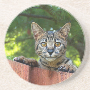 De Reeks van de kat---De Kat van de Savanne van Zandsteen Onderzetter