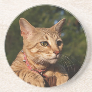 De Reeks van de kat---De Kat van de Savanne van Zandsteen Onderzetter