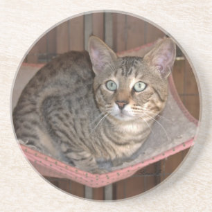 De Reeks van de kat---De Kat van de Savanne van Zandsteen Onderzetter
