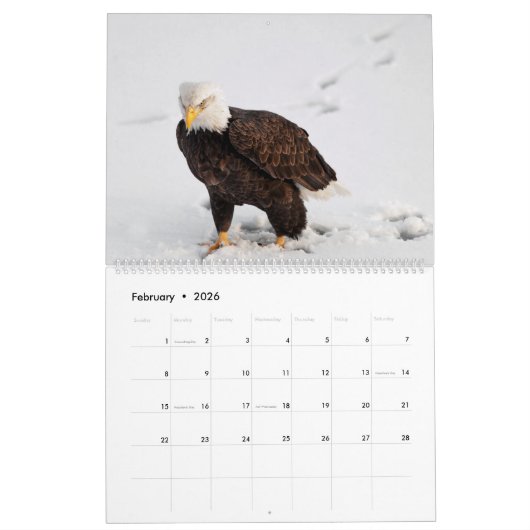 De Regal Bald Eagle Kalender (Feb 2026)