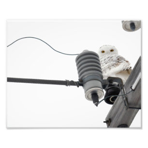 De regale sneeuw - 8 x 10 foto's afdrukken foto afdruk