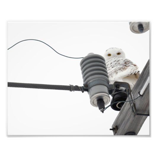 De regale sneeuw - 8 x 10 foto's afdrukken foto afdruk (Voorkant)