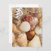 De Regeling van de zeeschelp Briefkaart (Voorkant / Achterkant)
