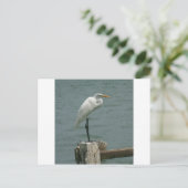 De Reiger van Florida Briefkaart (Staand voorkant)