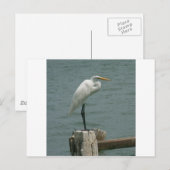 De Reiger van Florida Briefkaart (Voorkant / Achterkant)