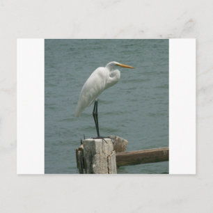 De Reiger van Florida Briefkaart