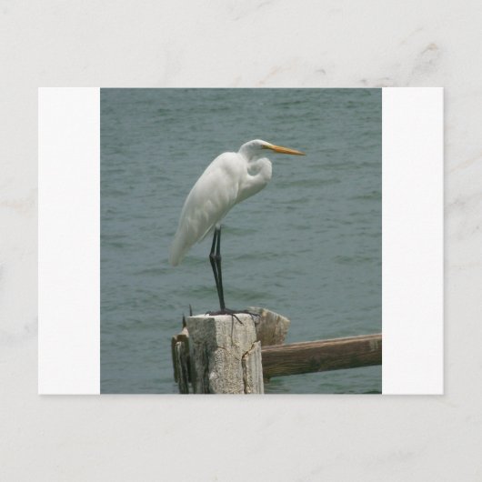 De Reiger van Florida Briefkaart (Voorkant)