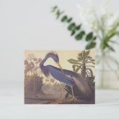 De Reiger van Louisiane van Audubon of Reiger Briefkaart (Staand voorkant)