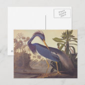 De Reiger van Louisiane van Audubon of Reiger Briefkaart (Voorkant / Achterkant)