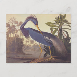 De Reiger van Louisiane van Audubon of Reiger Briefkaart