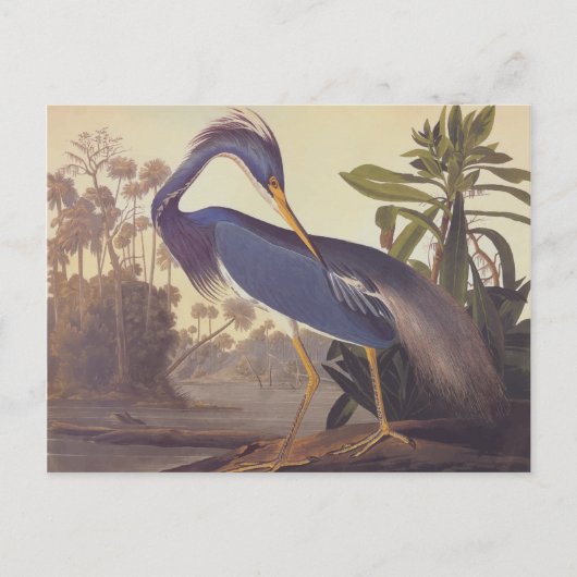 De Reiger van Louisiane van Audubon of Reiger Briefkaart (Voorkant)