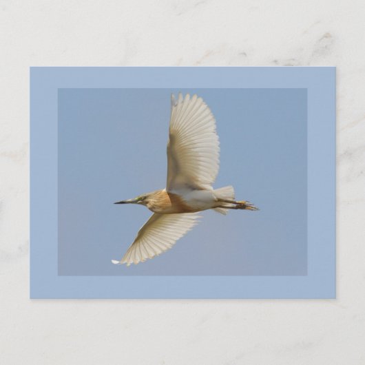De Reiger van Squacco Briefkaart (Voorkant)