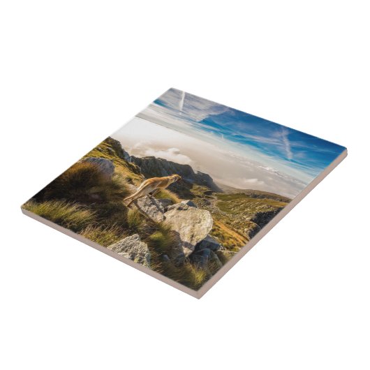 De reis tegeltje (Zijkant)