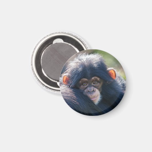 De reis van de baby-chimpansee magneet (Voorkant / Achterkant)