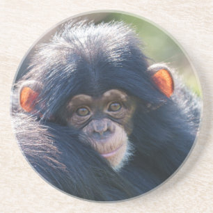 De reis van de baby-chimpansee zandsteen onderzetter