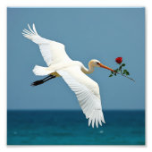 De reizende vogel foto afdruk (Voorkant)