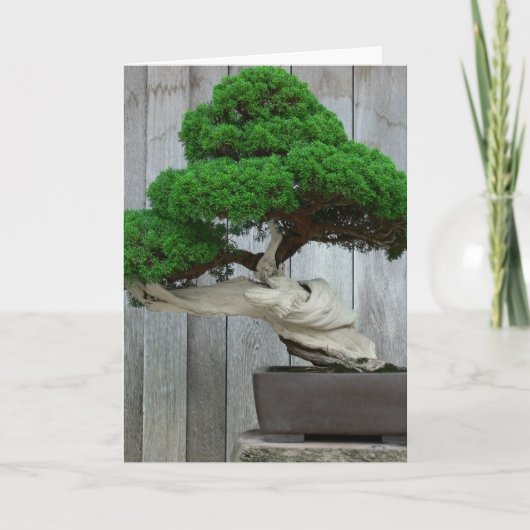 De reusachtige Bonsai van de Jeneverbes Kaart (Voorkant)