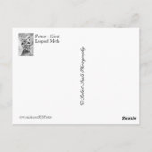 De reuze Mot van de Luipaard Briefkaart (Achterkant)