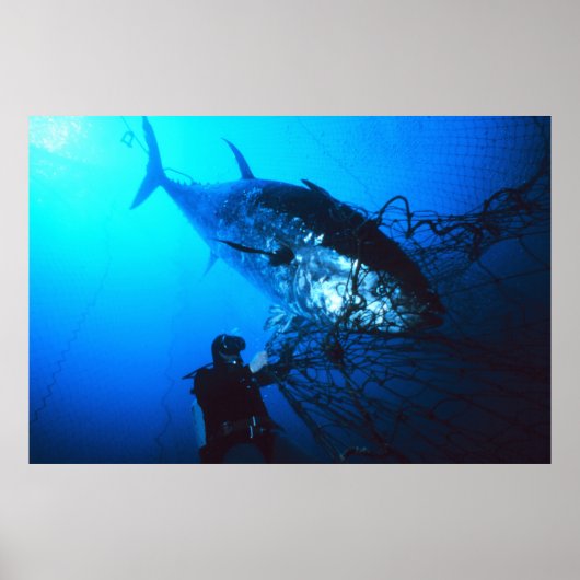 De reuzenblauwvintonijn die in een Net wordt gevan Poster (Voorkant)