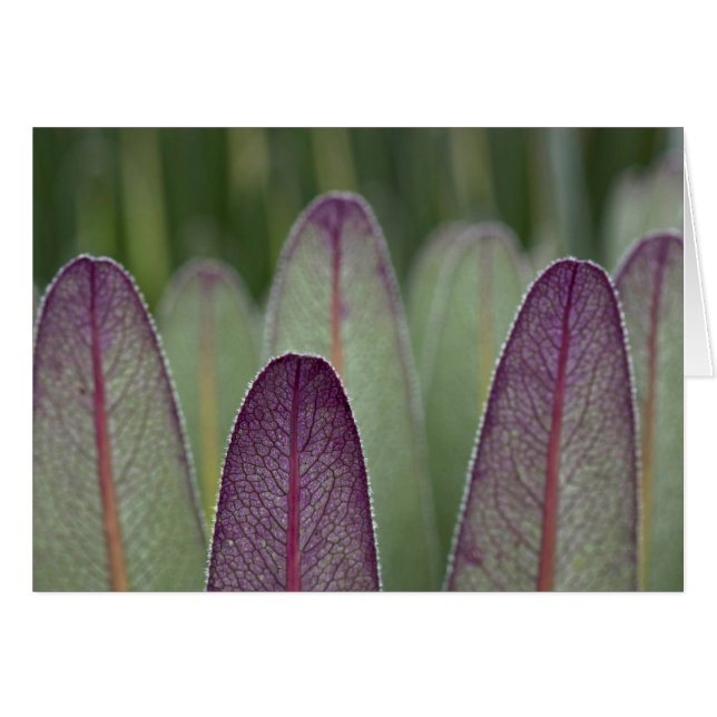 De Reuzenlobelia's | Rwenzoris (Voorkant Horizontaal)