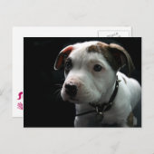 De Rib van de Stier van de Kuil van het puppy Briefkaart (Voorkant / Achterkant)