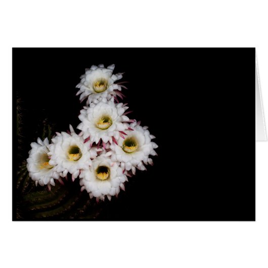 de rijkere cactus vormen een hekel (Voorkant Horizontaal)