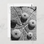 de ringen briefkaart (Voorkant / Achterkant)