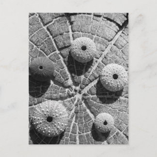 de ringen briefkaart