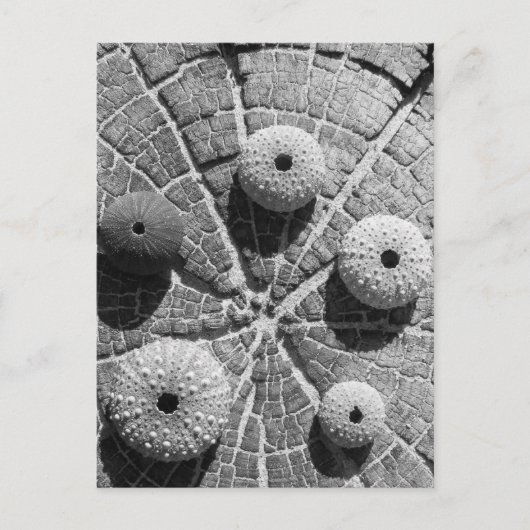 de ringen briefkaart (Voorkant)