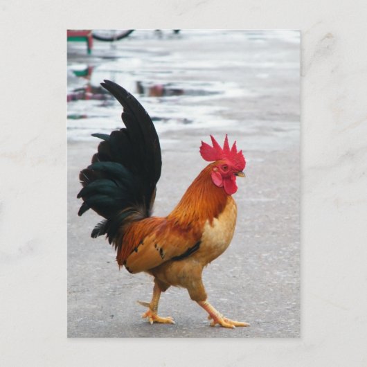 De ringweg kruiste de weg briefkaart (Voorkant)
