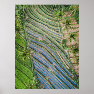 De rivier tussen het schilderen van kokosbomen poster