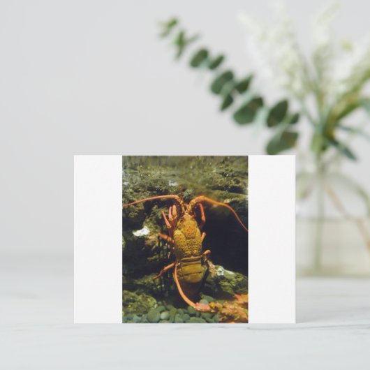 De Rivierkreeften van Nieuw Zeeland Briefkaart (Staand voorkant)