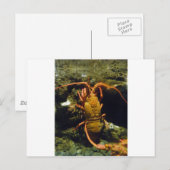 De Rivierkreeften van Nieuw Zeeland Briefkaart (Voorkant / Achterkant)