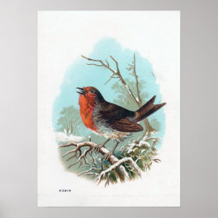 De Robin  Bird Illustratie Poster
