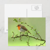 De Robin Briefkaart (Voorkant / Achterkant)