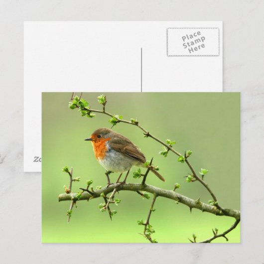 De Robin Briefkaart (Voorkant / Achterkant)