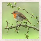 De Robin Glazen Onderzetter (Voorkant)