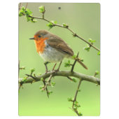 De Robin Klembord (Achterkant)