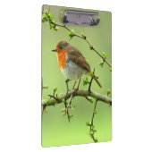 De Robin Klembord (Rechts)