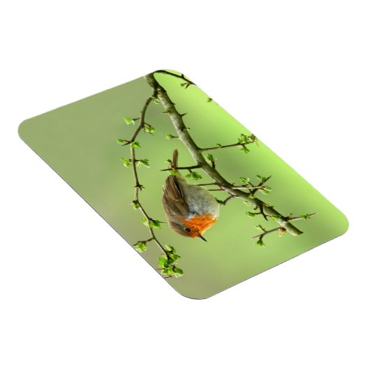 De Robin Magneet (Rechterzijde)