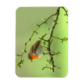 De Robin Magneet (Verticaal)