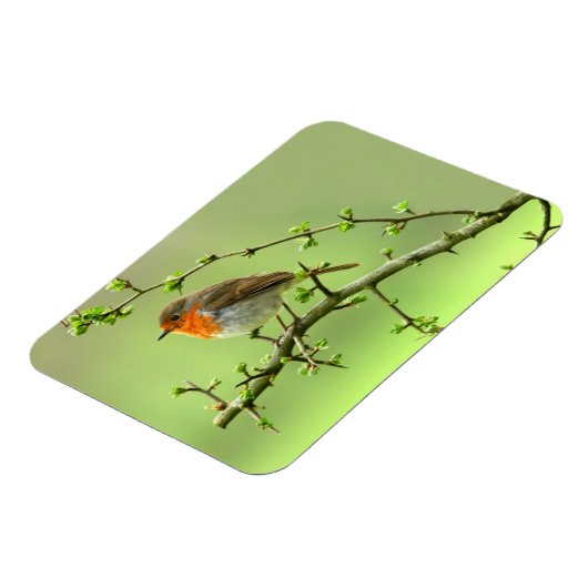 De Robin Magneet (Linkerzijde)