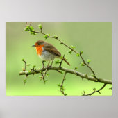De Robin Poster (Voorkant)